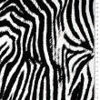 Viscose fabric WHITE-BLACK ZEBRA 2886 #01